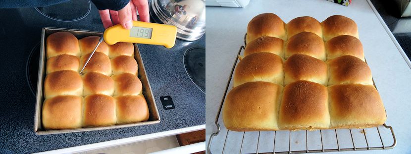 Beginner Dinner Rolls 4